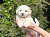Minik Maltese Terrier