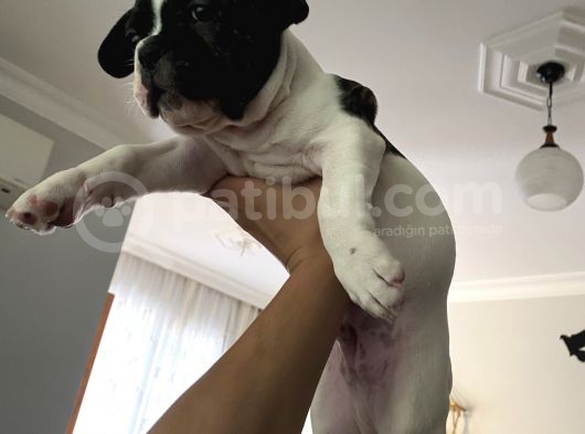 İzmir French Buldog Yavru görsel