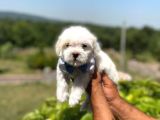 İstanbul Maltese Terrier