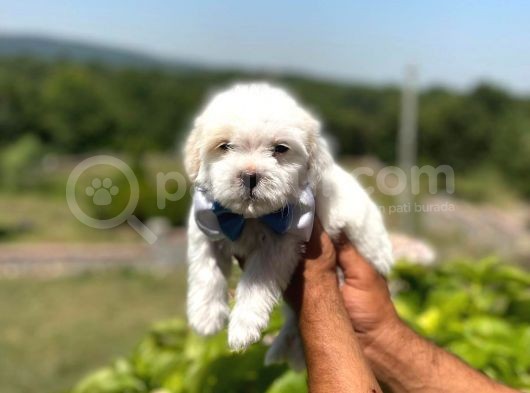 İstanbul Maltese Terrier görsel