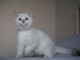 Full Şecereli British Shorthair Golden Point