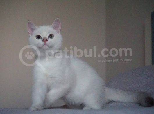 Full Şecereli British Shorthair Golden Point görsel