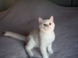 Full Şecereli British Shorthair Golden Point