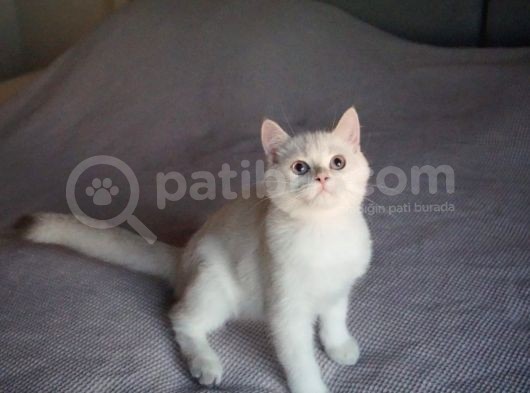 Full Şecereli British Shorthair Golden Point görsel