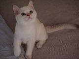 Full Şecereli British Shorthair Golden Point