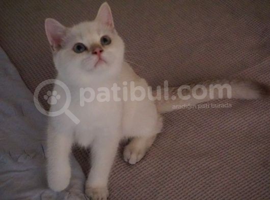 Full Şecereli British Shorthair Golden Point görsel