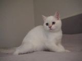 Full Şecereli British Shorthair Golden Point