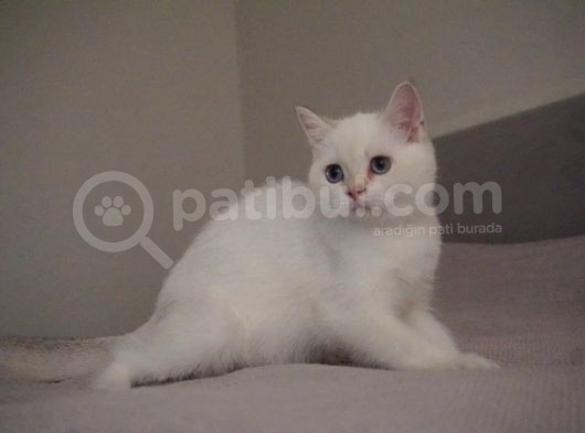 Full Şecereli British Shorthair Golden Point görsel