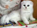 İstanbul Silver Shaded Scottish Fold Erkek Yavru