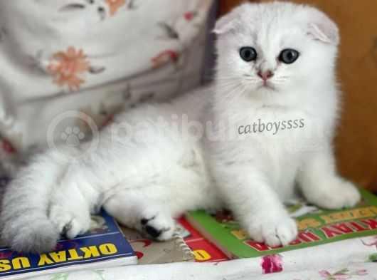 İstanbul Silver Shaded Scottish Fold Erkek Yavru görsel