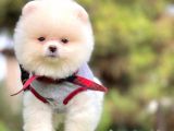 Tatlı Pomeranian Boo