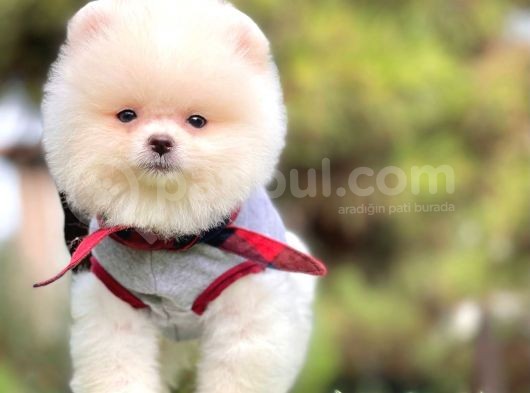 Tatlı Pomeranian Boo görsel