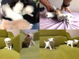 Kar Taneleri Yeni Yuvalarını Bekliyor