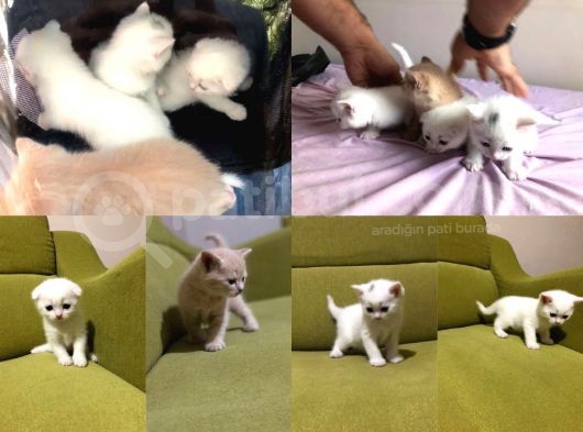 Kar Taneleri Yeni Yuvalarını Bekliyor görsel