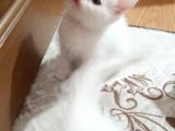 İstanbul British Shorthair Safkan Yavrular