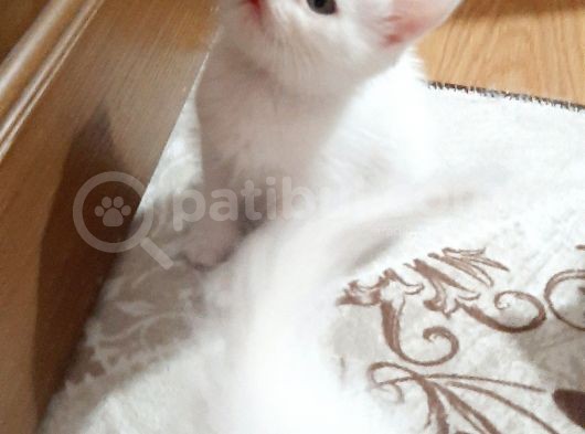 İstanbul British Shorthair Safkan Yavrular görsel