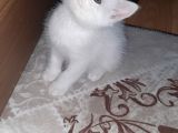 İstanbul British Shorthair Safkan Yavrular