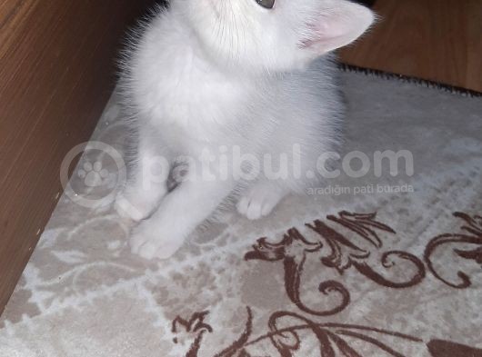 İstanbul British Shorthair Safkan Yavrular