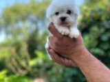 İstanbul Maltese Terrier