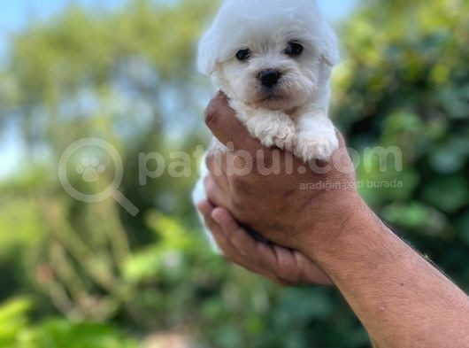 İstanbul Maltese Terrier görsel