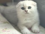 İstanbul Silver Shaded Scottish Fold Erkek Yavru