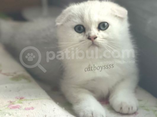 İstanbul Silver Shaded Scottish Fold Erkek Yavru görsel