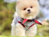 Tatlı Pomeranian Boo