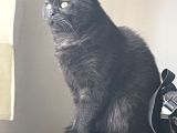 Siyah British Shorthair 1 Yaşında Ankara