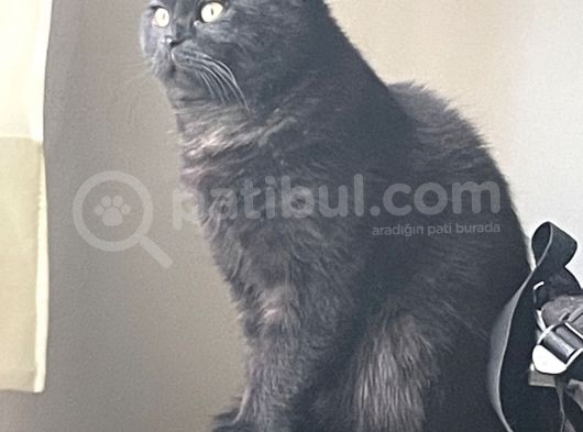 Siyah British Shorthair 1 Yaşında Ankara görsel