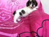 İstanbul Tatlı Morkie Yavruları