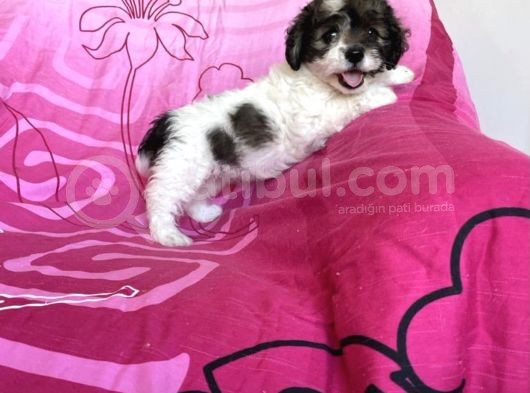 İstanbul Tatlı Morkie Yavruları