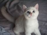 Full Şecereli British Shorthair Golden Point