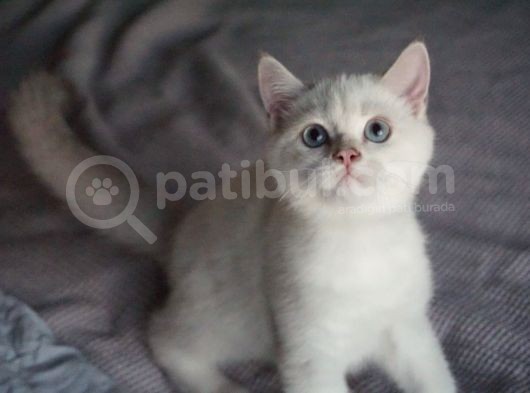 Full Şecereli British Shorthair Golden Point