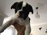 İzmir French Buldog Yavru