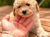 İstanbul Apricot Toy Poodle Yavrular