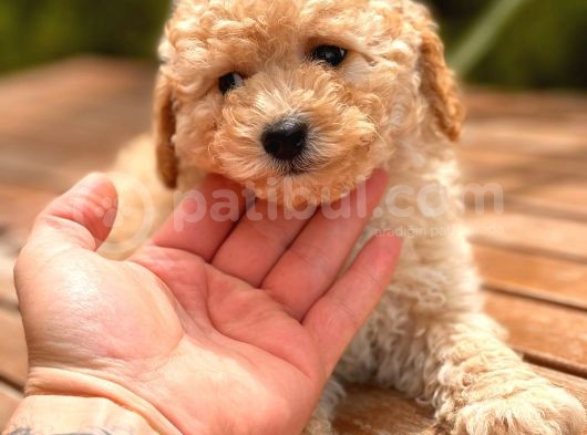 İstanbul Apricot Toy Poodle Yavrular görsel