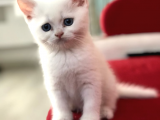 Kocaeli British Shorthair