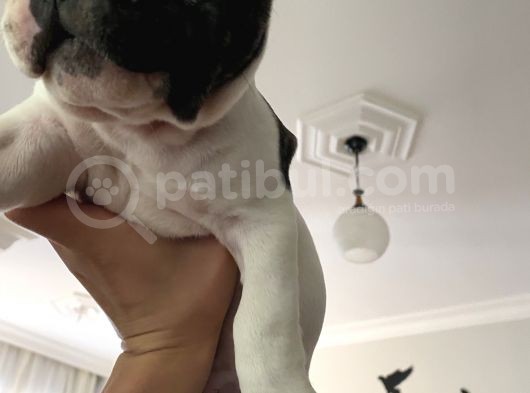 İzmir French Buldog Yavru görsel