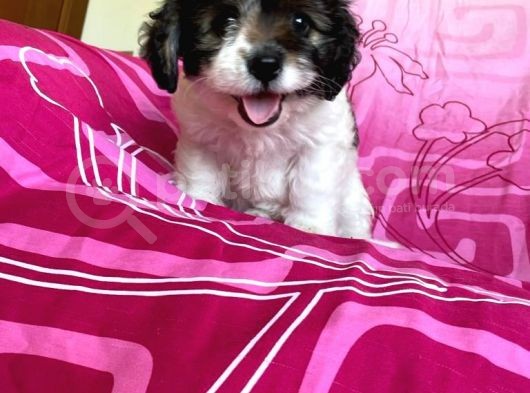İstanbul Tatlı Morkie Yavruları görsel