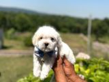 İstanbul Maltese Terrier