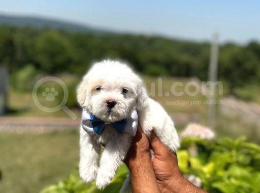 İstanbul Maltese Terrier