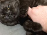 Siyah British Shorthair 1 Yaşında Ankara