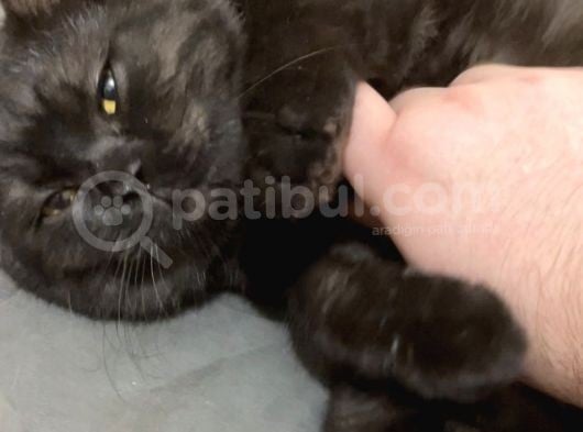 Siyah British Shorthair 1 Yaşında Ankara görsel