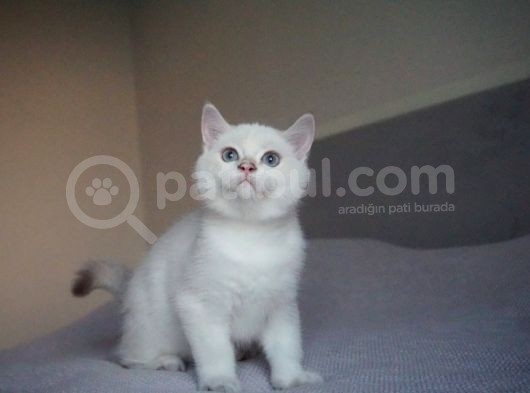 Full Şecereli British Shorthair Golden Point görsel