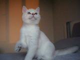 Full Şecereli British Shorthair Golden Point