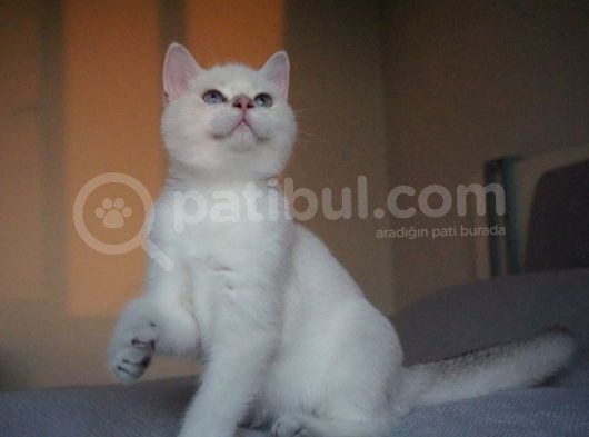 Full Şecereli British Shorthair Golden Point görsel