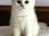 İstanbul Silver Shaded Scottish Fold Erkek Yavru