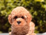 İstanbul Toy Poodle Yavrular ( Vogue Pet )