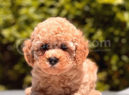İstanbul Toy Poodle Yavrular ( Vogue Pet ) görsel