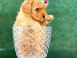 İstanbul Apricot Toy Poodle Yavrular